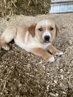 Buster, a male Australian Shepherd and Golden Retriever for sale in Millersburg, IN – Photo 3 of 4