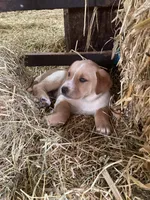 Buster, a male Australian Shepherd and Golden Retriever for sale in Millersburg, IN – Photo 1 of 4