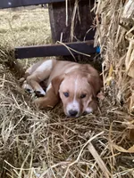Buster, a male Australian Shepherd and Golden Retriever for sale in Millersburg, IN – Photo 2 of 4