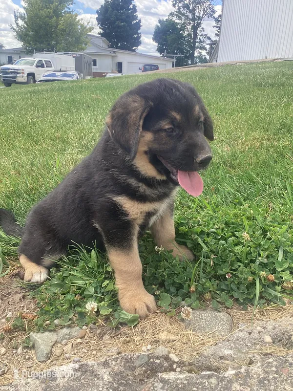 Fluff – German Shepherd Dog, Labrador Retriever puppy for sale in Millersburg, IN