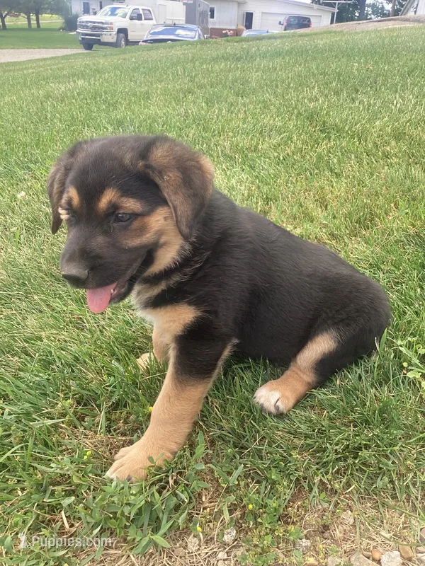 Queeny – German Shepherd Dog, Labrador Retriever puppy for sale in Millersburg, IN