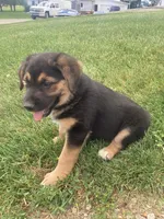 Queeny, a female German Shepherd Dog and Labrador Retriever for sale in Millersburg, IN – 1 of 5