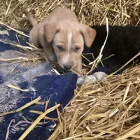 Sandy , a female Australian Shepherd and Golden Retriever for sale in Millersburg, IN – Photo 4 of 6