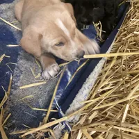 Sandy , a female Australian Shepherd and Golden Retriever for sale in Millersburg, IN – Photo 1 of 6