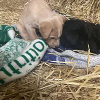 Sandy , a female Australian Shepherd and Golden Retriever for sale in Millersburg, IN – Photo 2 of 6