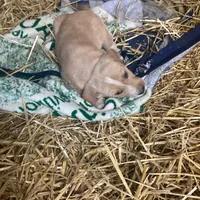 Sandy , a female Australian Shepherd and Golden Retriever for sale in Millersburg, IN – Photo 5 of 6