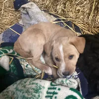 Sandy , a female Australian Shepherd and Golden Retriever for sale in Millersburg, IN – Photo 3 of 6