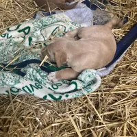 Sandy , a female Australian Shepherd and Golden Retriever for sale in Millersburg, IN – Photo 6 of 6