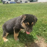 Sparky , a male German Shepherd Dog and Labrador Retriever for sale in Millersburg, IN – 3 of 5