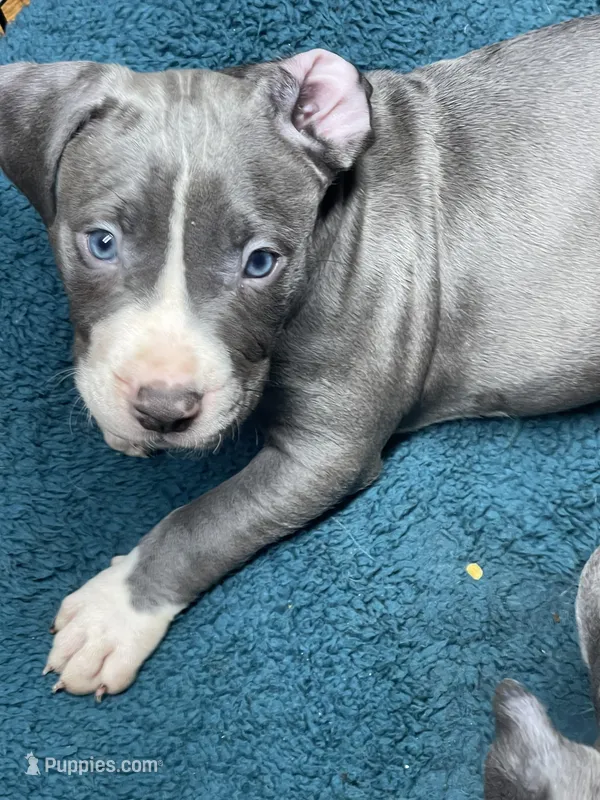 Shady – American Pit Bull Terrier puppy for sale in Mobile, AL