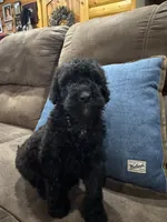 Calypso , a female Poodle - Standard  for sale in Flora, IL – 2 of 3