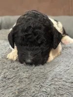 Oreo , a male Poodle - Standard  for sale in Flora, IL – 4 of 7