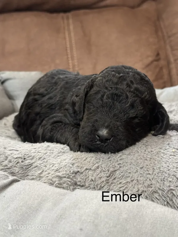 Ember – Poodle - Standard  puppy for sale in Flora, IL