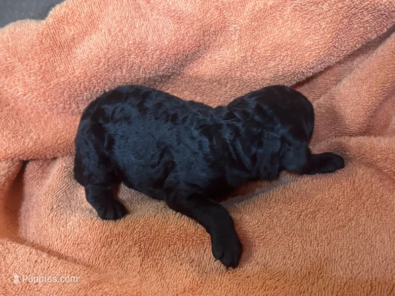 Ember – Poodle - Standard  puppy for sale in Flora, IL