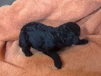 Ember, a female Poodle - Standard  for sale in Flora, IL – 1 of 2