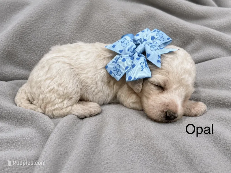 Opal  – Poodle - Standard  puppy for sale in Flora, IL