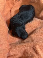 Salem , a female Poodle - Standard  for sale in Flora, IL – 3 of 3