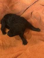 Mocha, a female Poodle - Standard  for sale in Flora, IL – 5 of 5