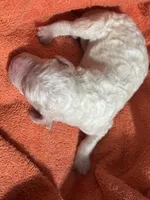 Opal , a female Poodle - Standard  for sale in Flora, IL – 2 of 3
