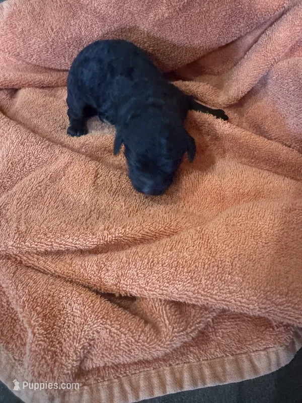 Mocha – Poodle - Standard  puppy for sale in Flora, IL