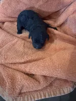 Mocha, a female Poodle - Standard  for sale in Flora, IL – 1 of 5