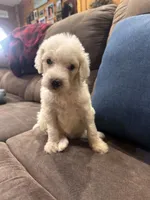 Opal , a female Poodle - Standard  for sale in Flora, IL – 3 of 3