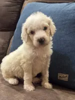 Opal , a female Poodle - Standard  for sale in Flora, IL – 2 of 3
