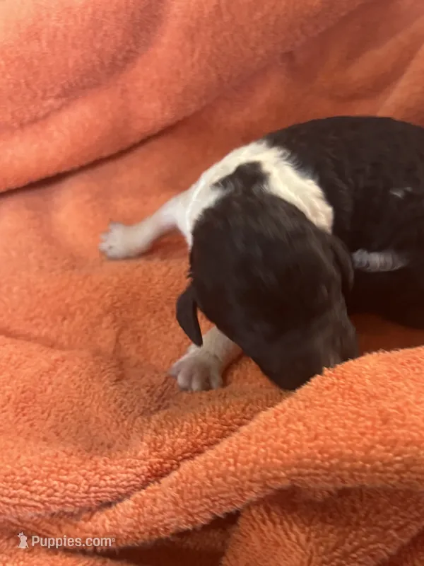 Oreo  – Poodle - Standard  puppy for sale in Flora, IL