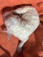 Opal , a female Poodle - Standard  for sale in Flora, IL – 3 of 3