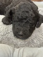Ember, a female Poodle - Standard  for sale in Flora, IL – 5 of 5