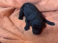 Ember, a female Poodle - Standard  for sale in Flora, IL – 2 of 2