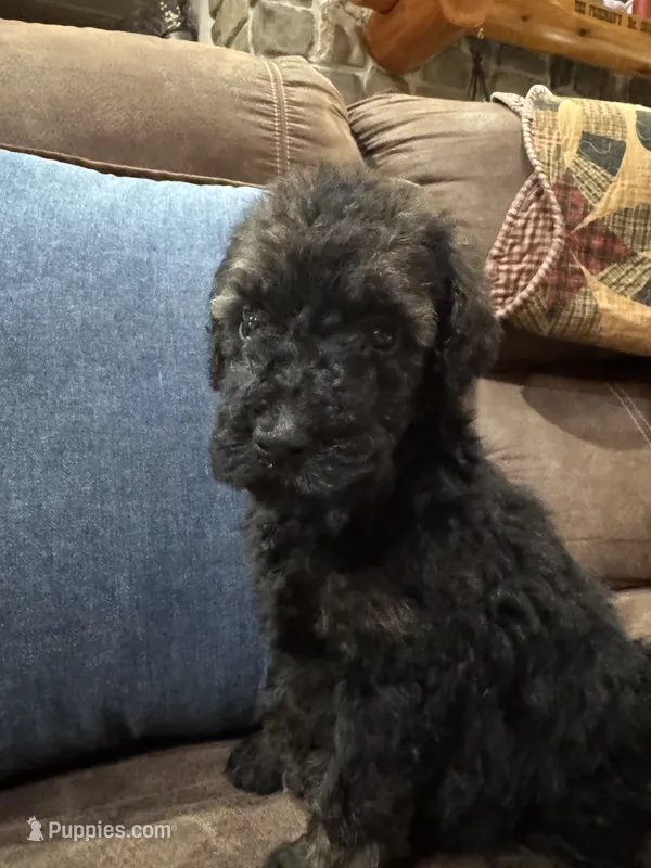 Mocha – Poodle - Standard  puppy for sale in Flora, IL