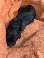 Salem , a female Poodle - Standard  for sale in Flora, IL – 2 of 3