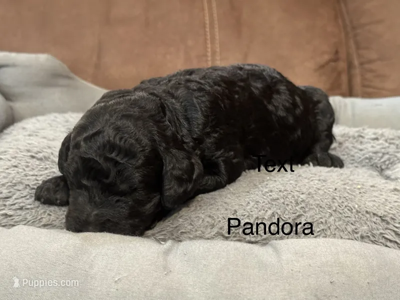 Pandora  – Poodle - Standard  puppy for sale in Flora, IL