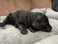 Pandora , a female Poodle - Standard  for sale in Flora, IL – 4 of 4