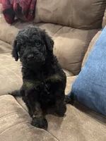 Salem , a female Poodle - Standard  for sale in Flora, IL – 2 of 2