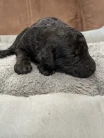 Pandora , a female Poodle - Standard  for sale in Flora, IL – 2 of 4