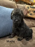 Mocha, a male Poodle - Standard  for sale in Flora, IL – 2 of 2