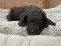 Ember, a female Poodle - Standard  for sale in Flora, IL – 2 of 5