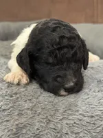 Oreo , a male Poodle - Standard  for sale in Flora, IL – 6 of 7
