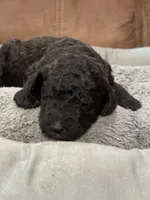 Ember, a female Poodle - Standard  for sale in Flora, IL – 3 of 5
