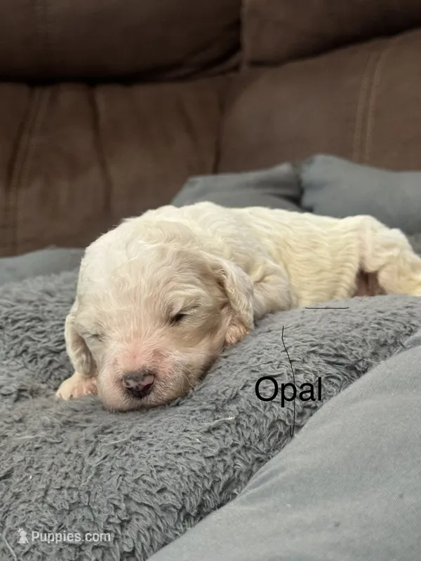 Opal  – Poodle - Standard  puppy for sale in Flora, IL