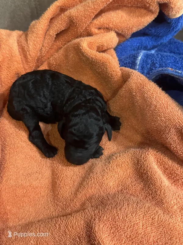 Pandora  – Poodle - Standard  puppy for sale in Flora, IL