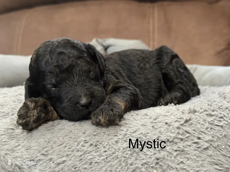 Mystic  – Poodle - Standard  puppy for sale in Flora, IL