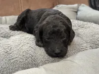 Pandora , a female Poodle - Standard  for sale in Flora, IL – 3 of 4