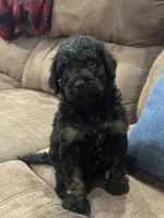 Salem , a female Poodle - Standard  for sale in Flora, IL – 1 of 2