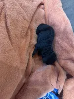 Mocha, a female Poodle - Standard  for sale in Flora, IL – 2 of 5
