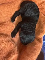 Pandora , a female Poodle - Standard  for sale in Flora, IL – 2 of 3