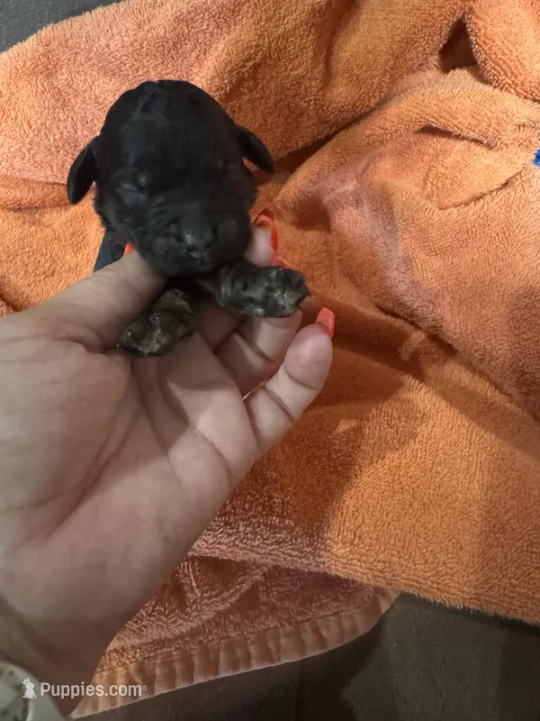Mystic  – Poodle - Standard  puppy for sale in Flora, IL
