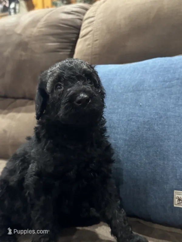 Mystic  – Poodle - Standard  puppy for sale in Flora, IL